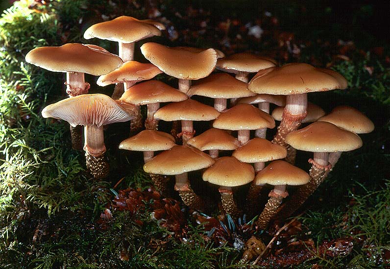 Kuehneromyces mutabilis